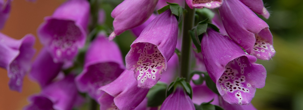 top 10 plants for bees - Foxgloves