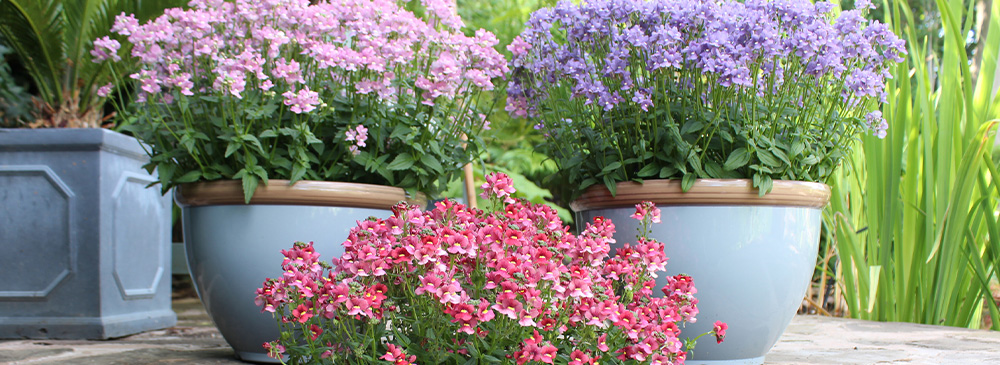 top 10 perennials for pots