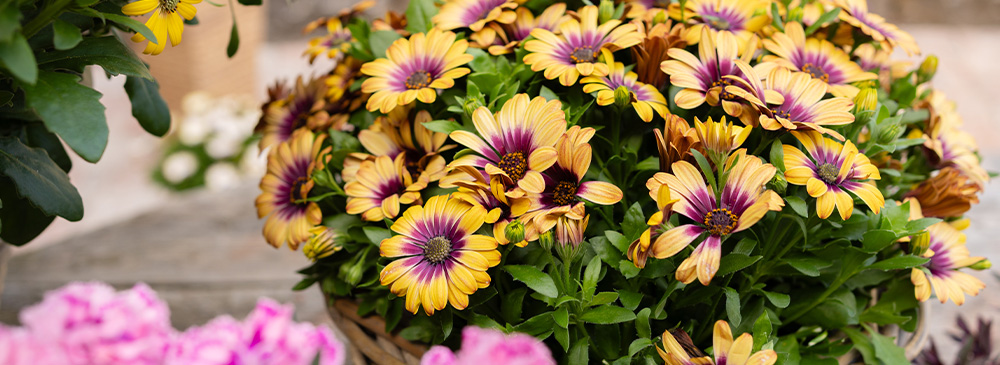 top 10 container plants for summer 2025