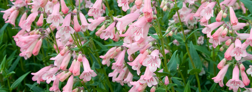 top 10 perennials for 2021