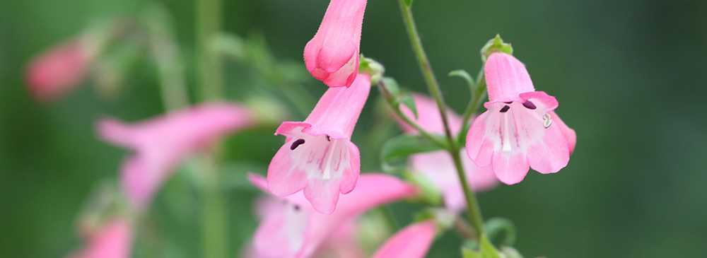 top 10 perennials for pots