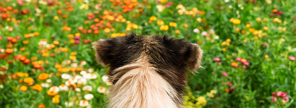 how to create a pet friendly garden