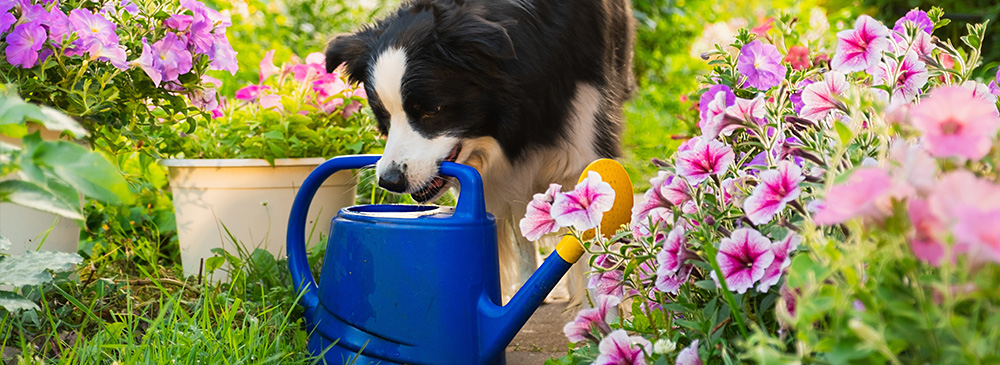 how to create a pet friendly garden