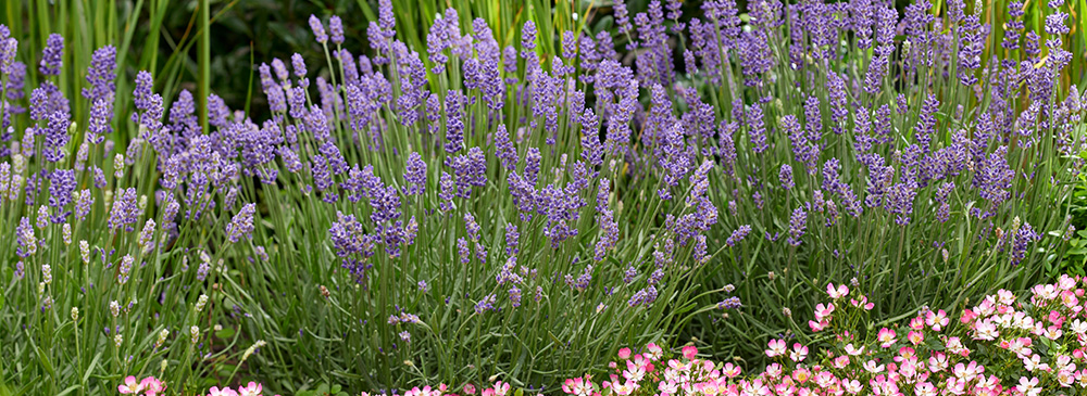 top 10 plants for bees - Lavender