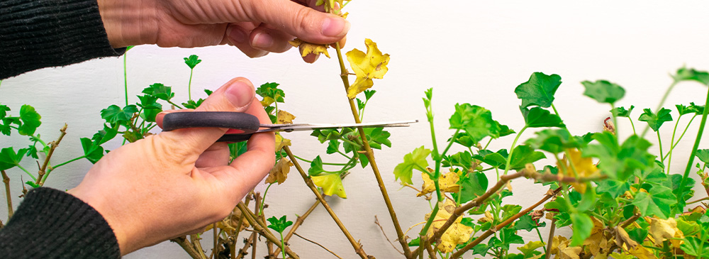 how to prune perennials