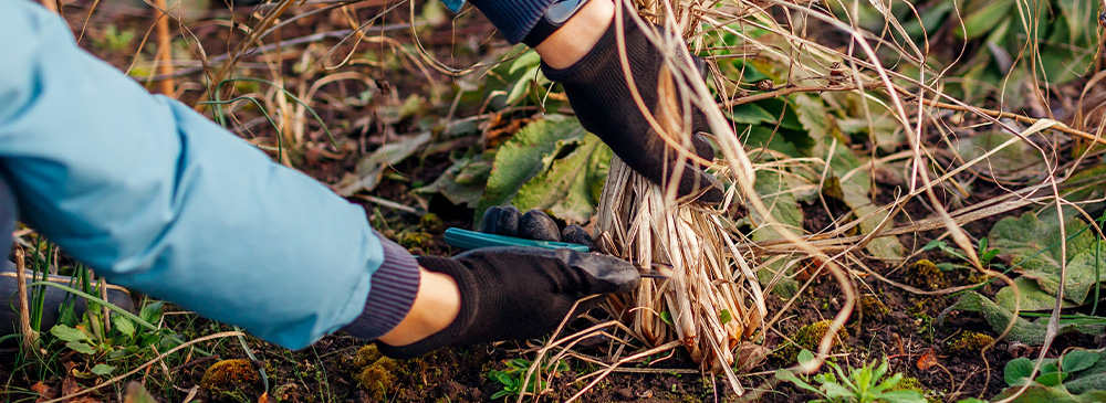 how to prune perennials