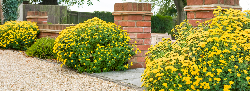 how to prune perennials