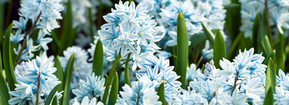 top 10 spring flowering bulbs