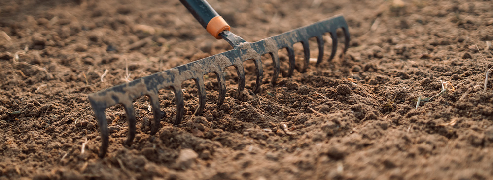 how to propagate seeds