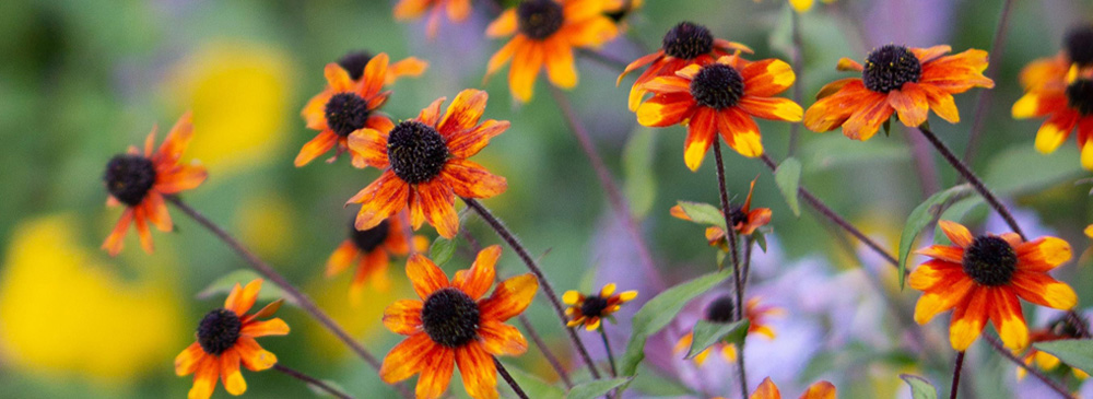 Top 10 Autumn Flowering Plant - Rudbeckia