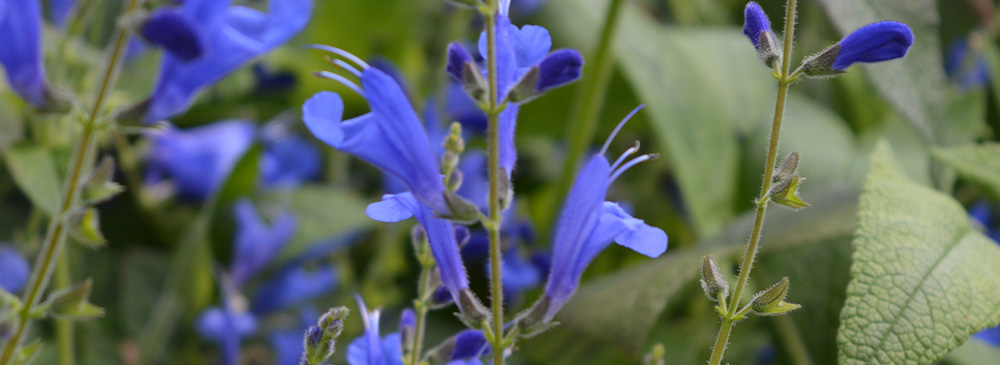 top 10 perennials for pots