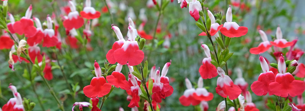 top 10 drought tolerant plants