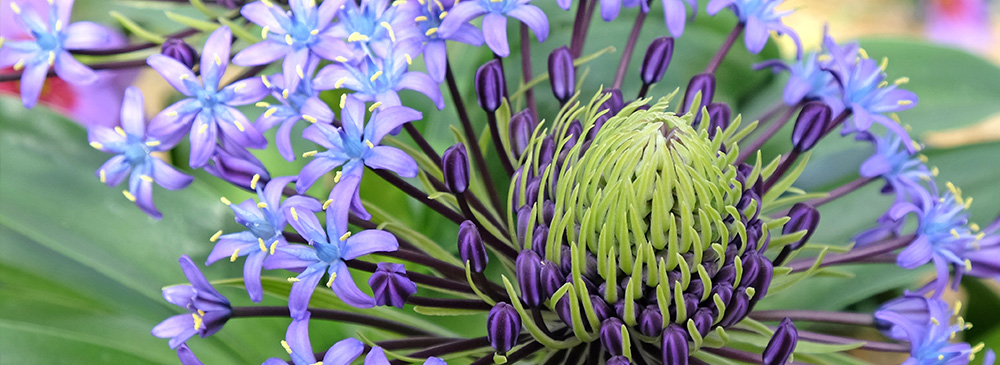 top 10 bulbs for shady areas - Scilla