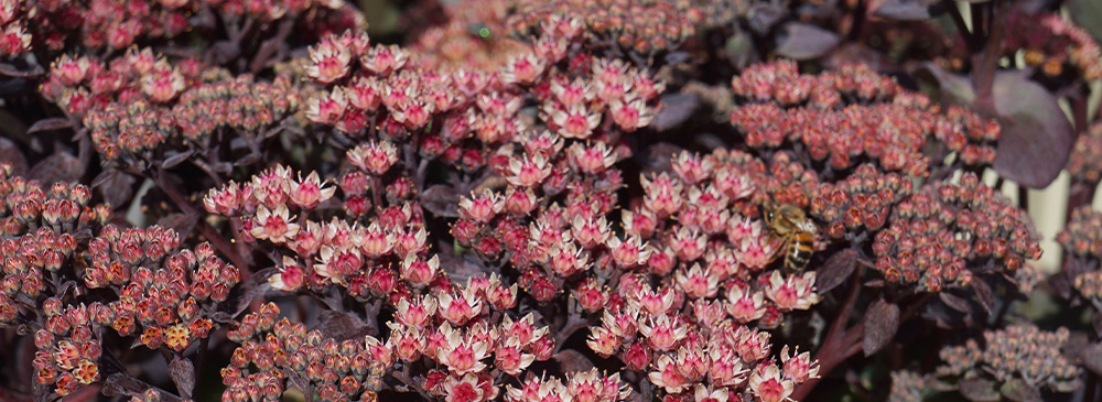 Top 10 Autumn Flowering Plant - Sedum