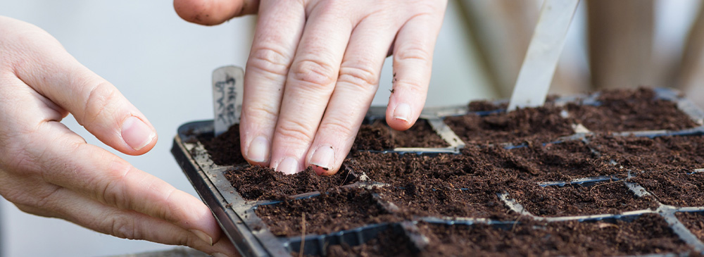 how to propagate seeds