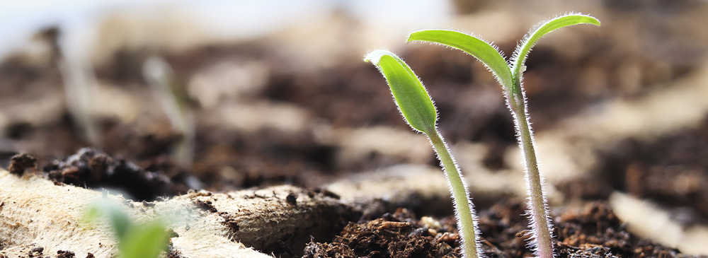 how to propagate seeds