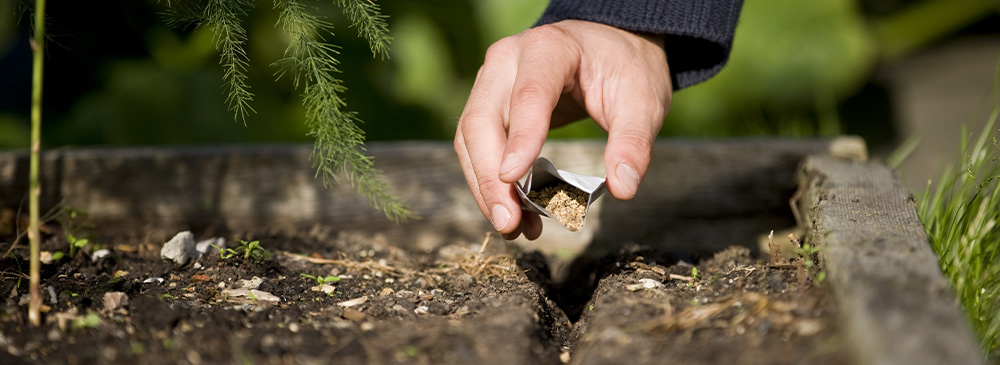 how to propagate seeds