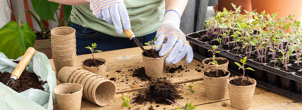 how to propagate seeds