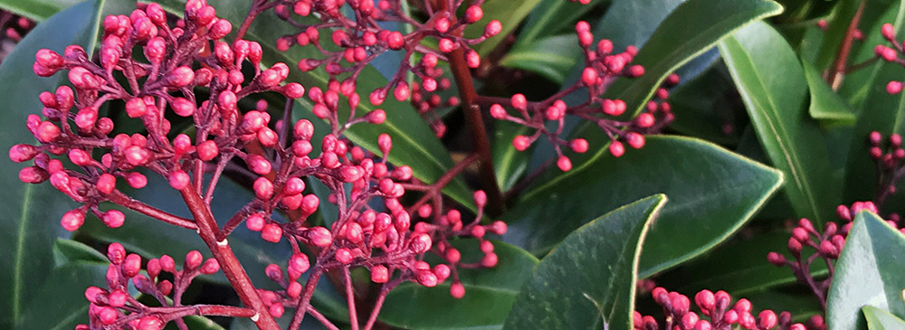 top 10 plants for winter 2024