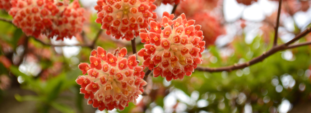 Plants For Winter - Edgeworthia