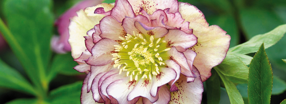 Top 10 Hellebores