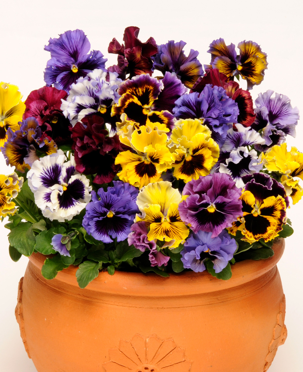 Pansy 'Frizzle Sizzle' Mix