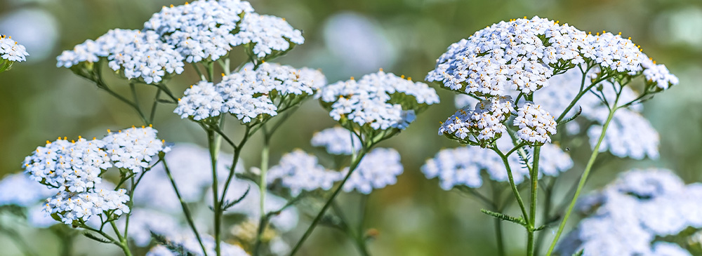 top 10 plants for bees - Achillea