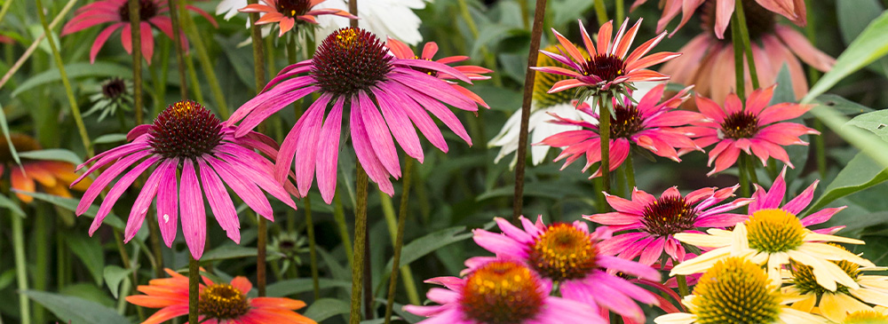 top 10 plants for bees - Echinacea