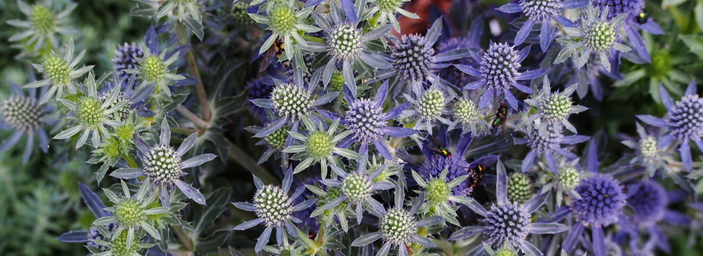 top 10 plants for bees - Eryngium