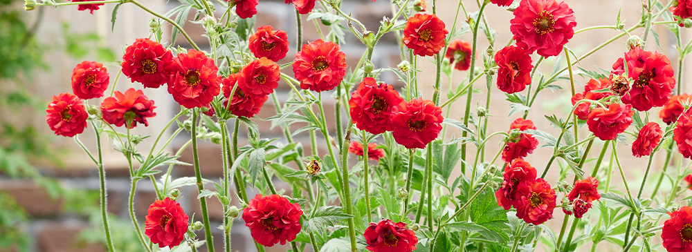 top 10 plants for bees - Geum