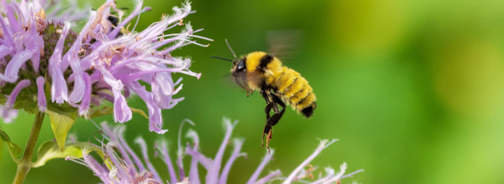 top 10 plants for bees - Monarda