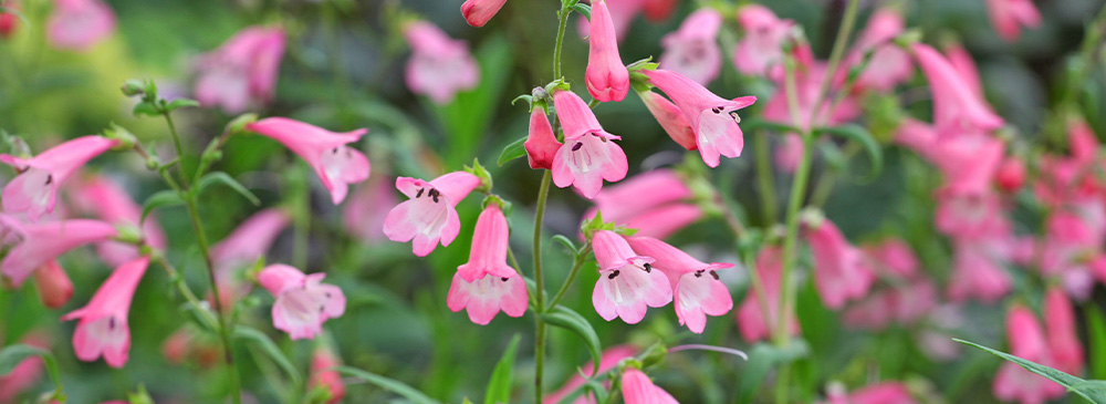 top 10 plants for bees - Penstemon