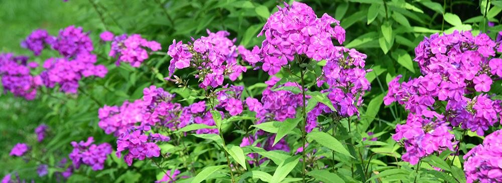 top 10 plants for bees - Phlox