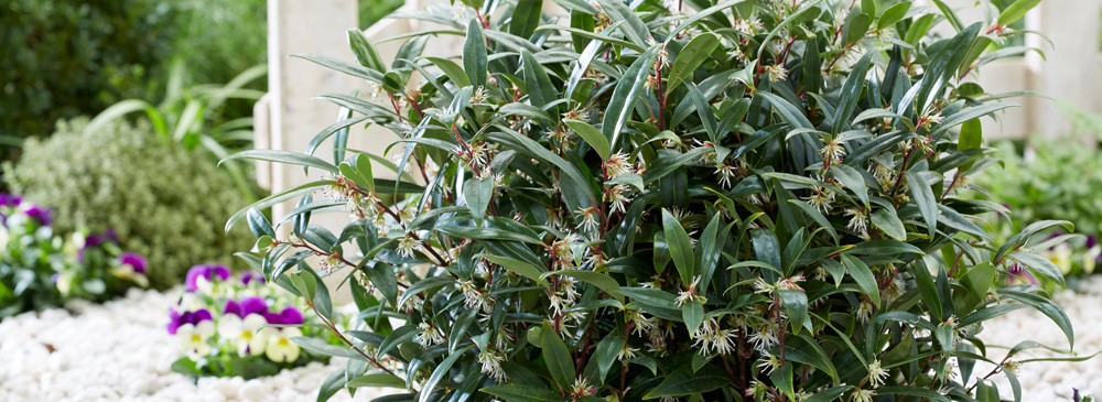 sarcococca