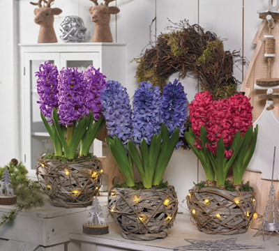 hyacinthbasketsb