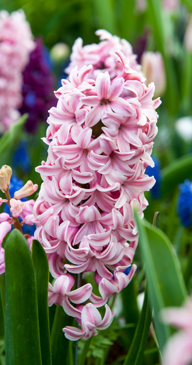 hyacinthcata