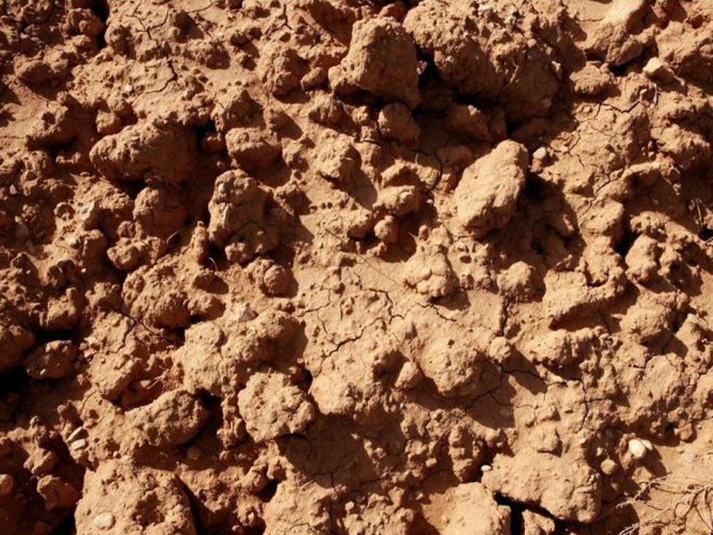 clay soil