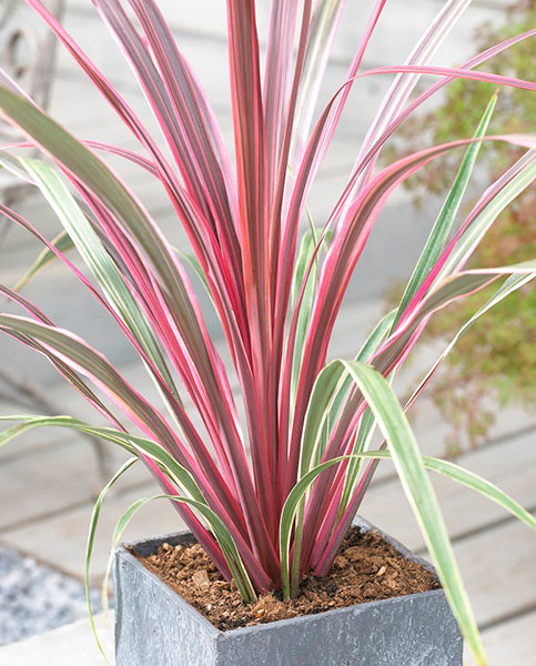 Cordyline Can Can