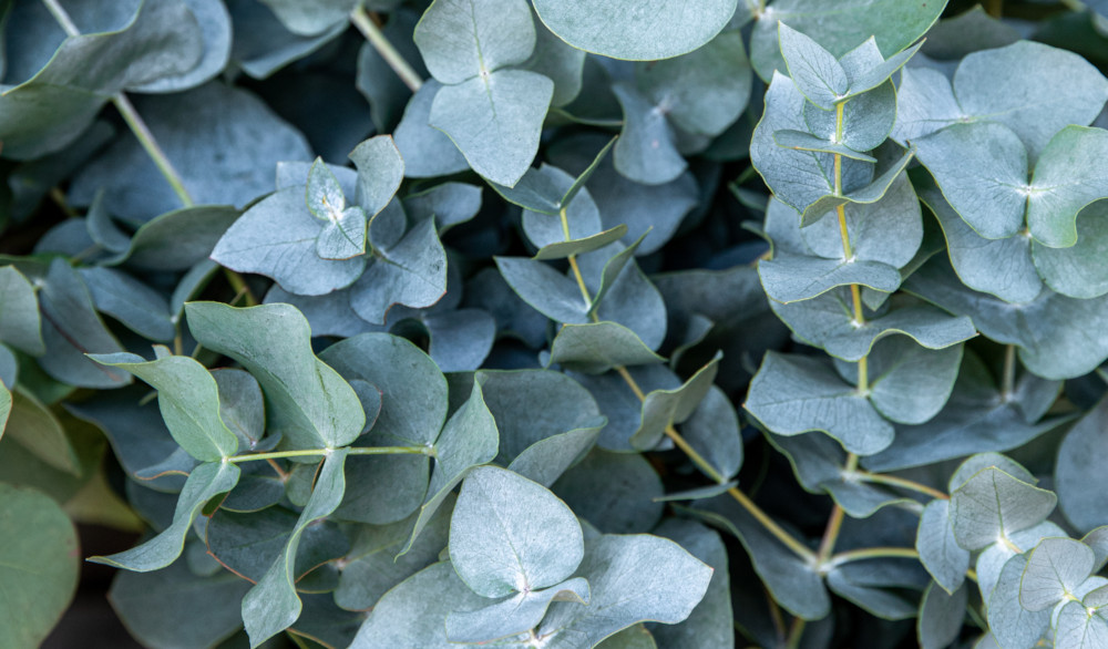 fresh eucalyptus leaves