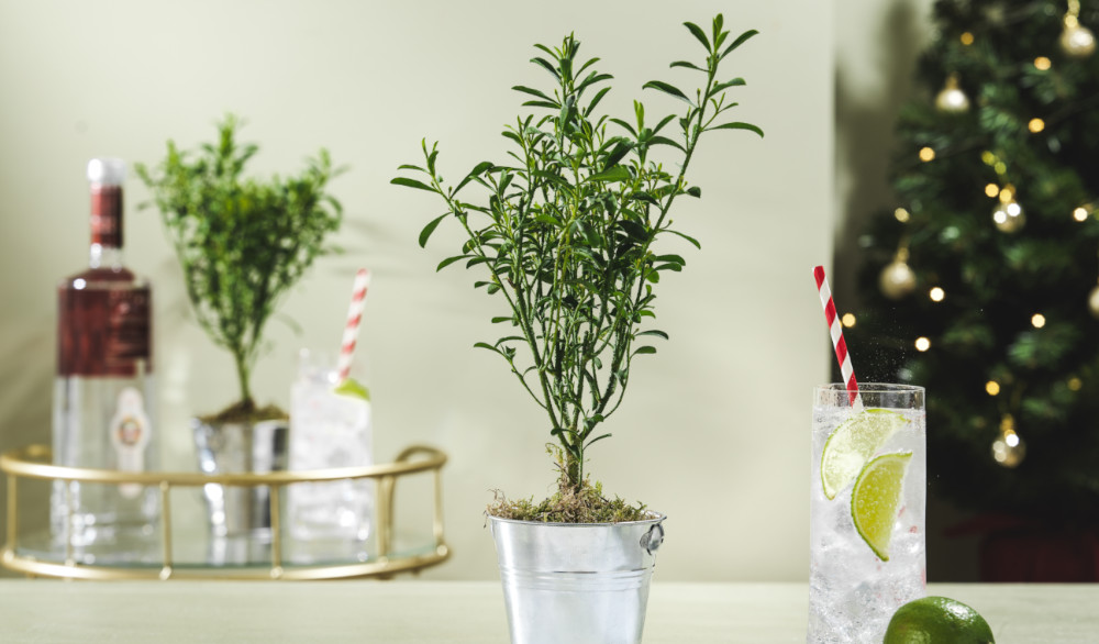 gin and tonic plant