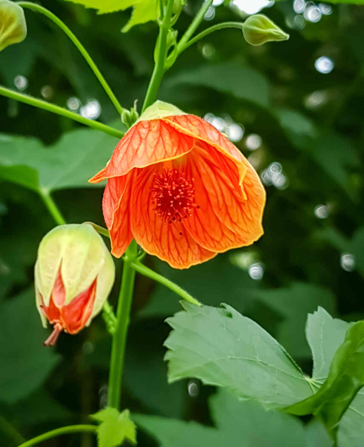 Abutilon_pictum_-1220x1496_shutterstock_2493915841