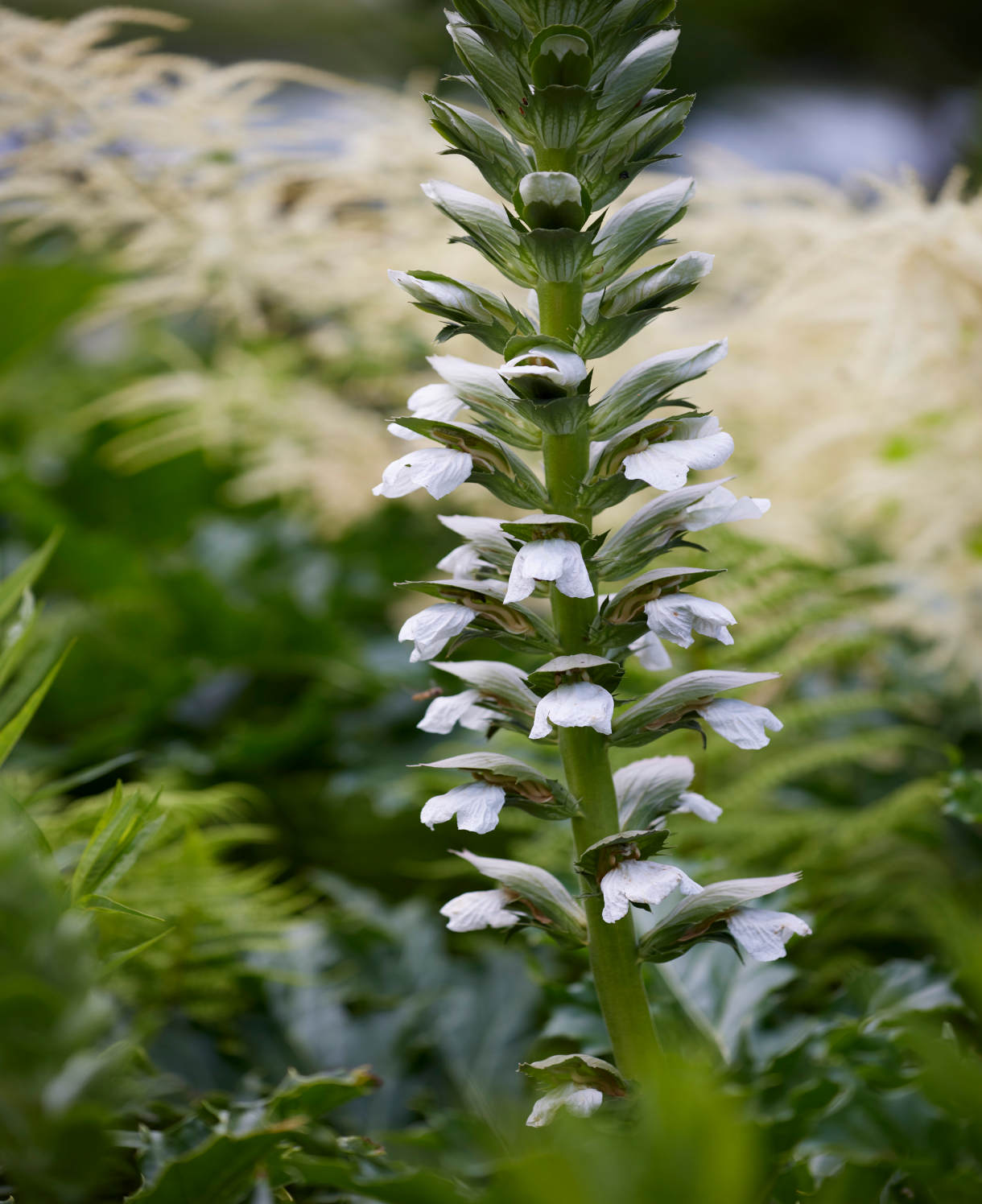 Acanthus_mollis_Rue_Ledan_Visions_visi205578_One_time_use_only_Extended_3.4.23