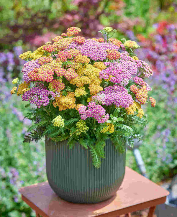 achillea