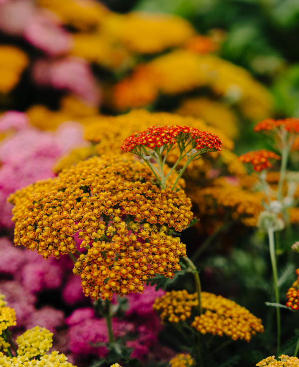 Achillea_milefolium_Sassy_Summer_Sunset_Swift_Collective_600xx736