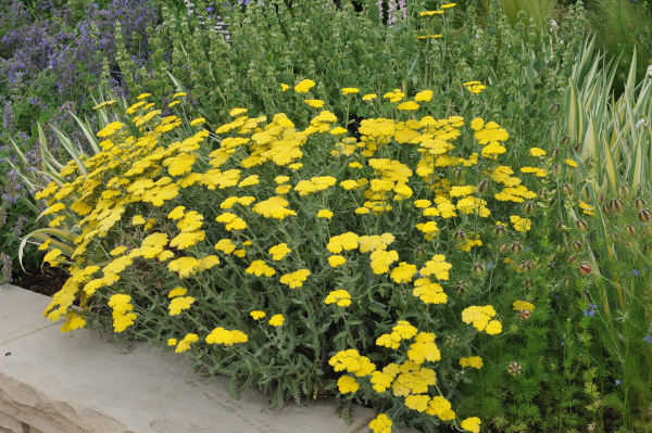 Achillea_millefolium_Moonshine_600x399-_shutterstock_474240961