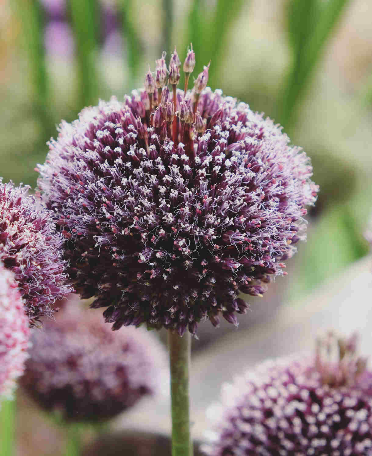 alliums