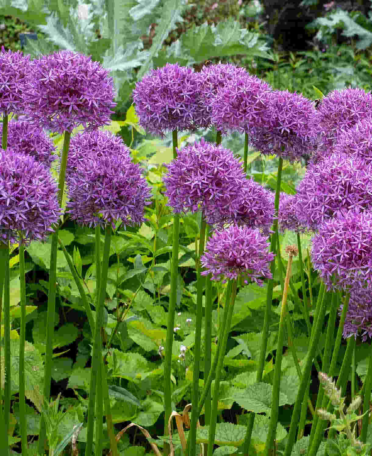 Allium_Purple_Sensation_Shutterstock_1220_x_1496