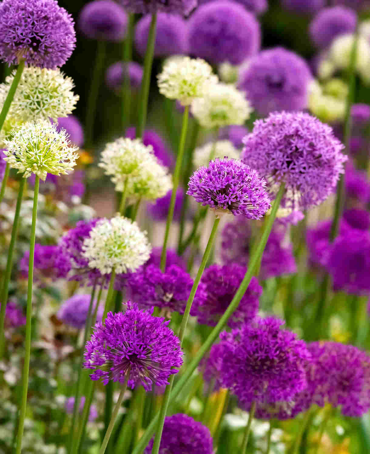 alliums