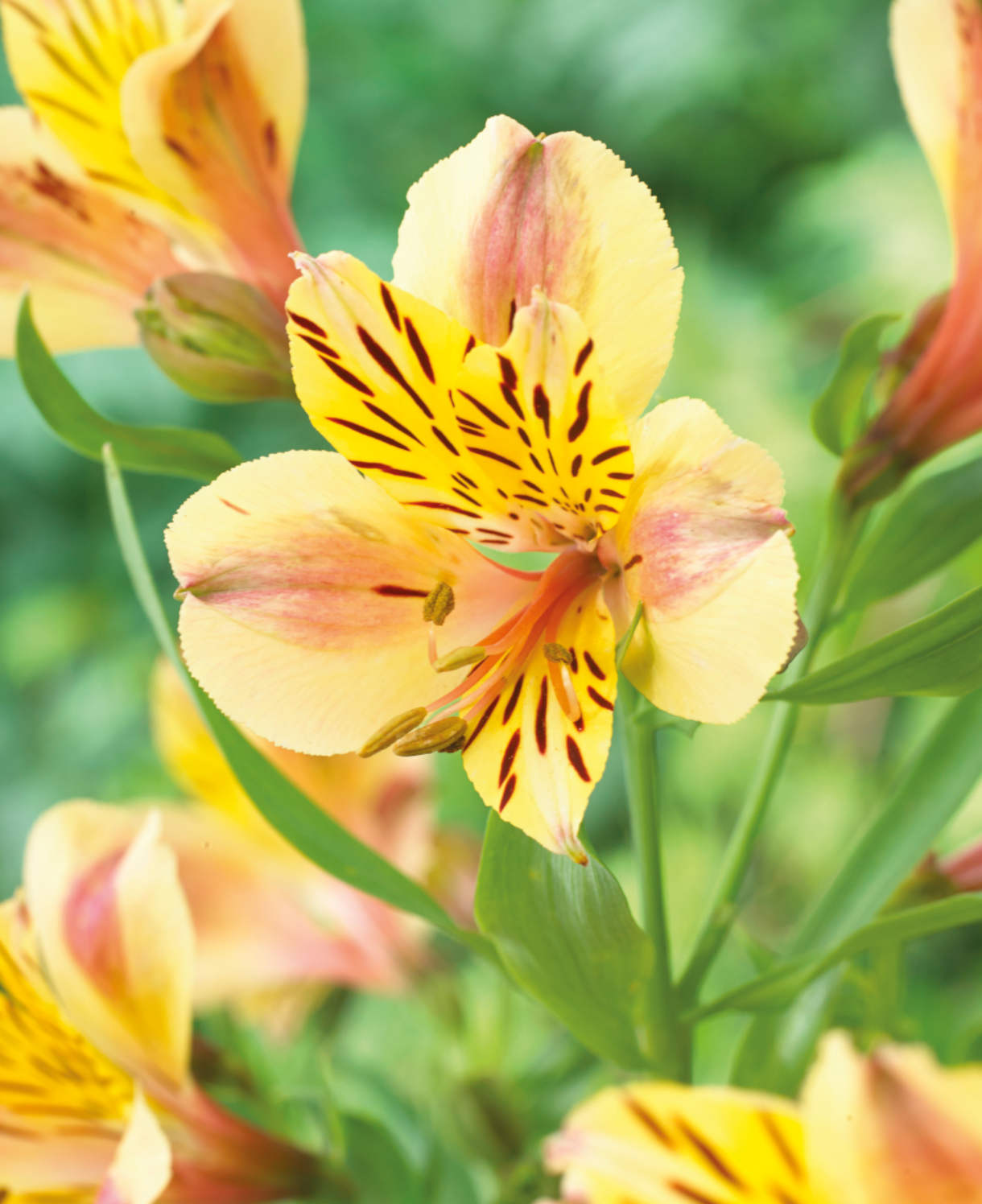 Alstroemeria_Majestic_Layon_-_Visions_visi118258_Extended_to_multi-use_1.11.21