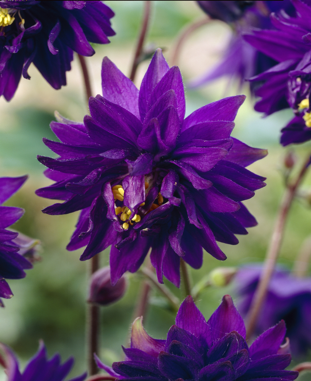 Aquilegia_vulgaris_Blue_Barlow_VISIONS_visi30625_MULTI_USE_1220x1496